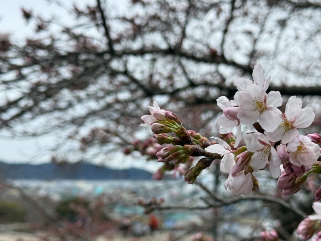 日和山公園 桜ライトアップ
