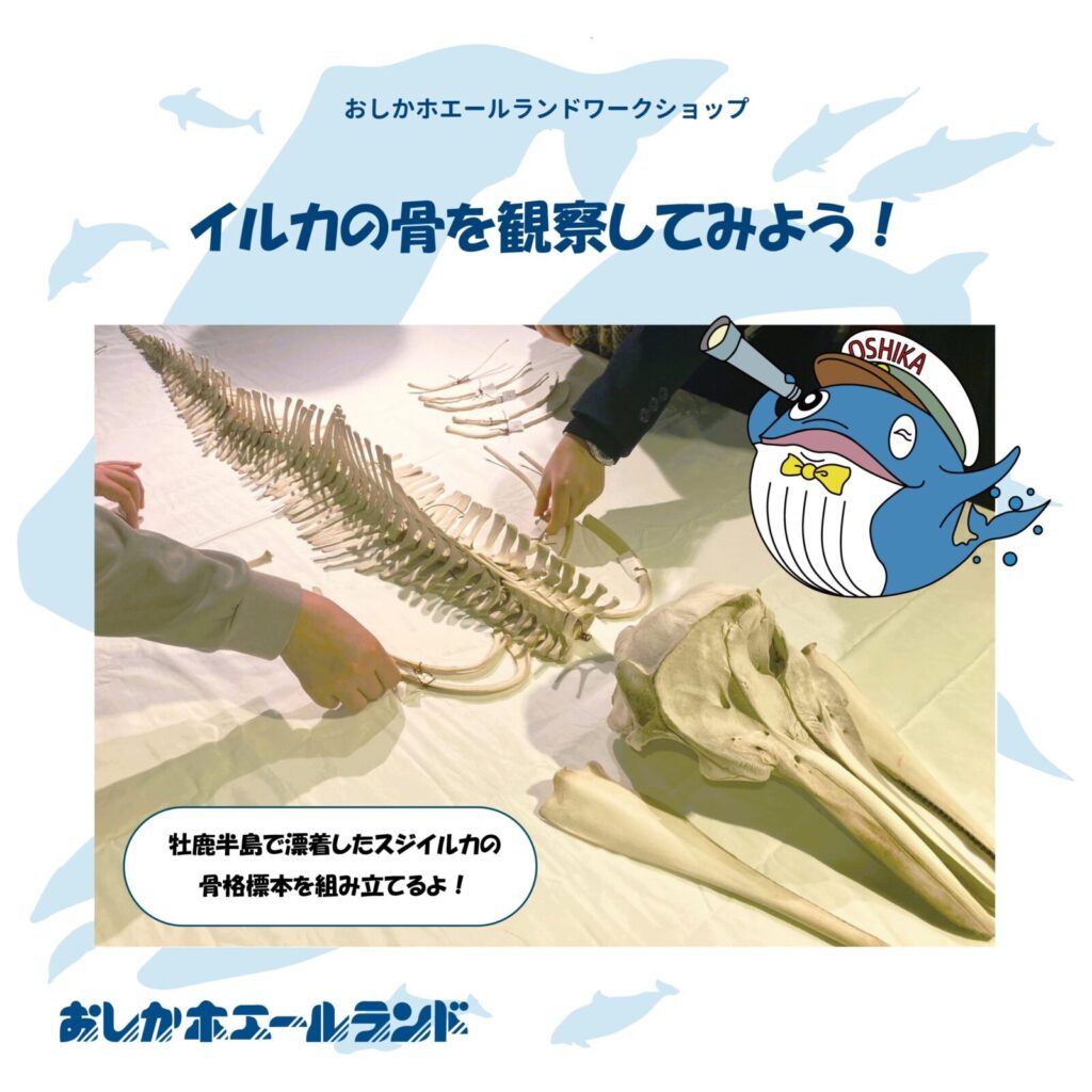 イルカの骨を観察してみよう！（5/16） | まきナビ