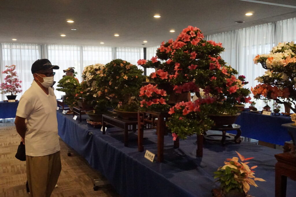 第48回さつき盆栽花季展示会